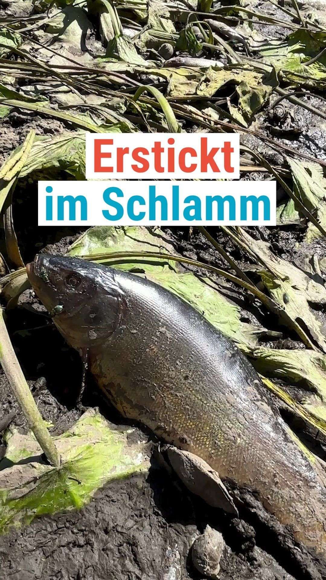 Video: Hunderte Fisch sind tot.