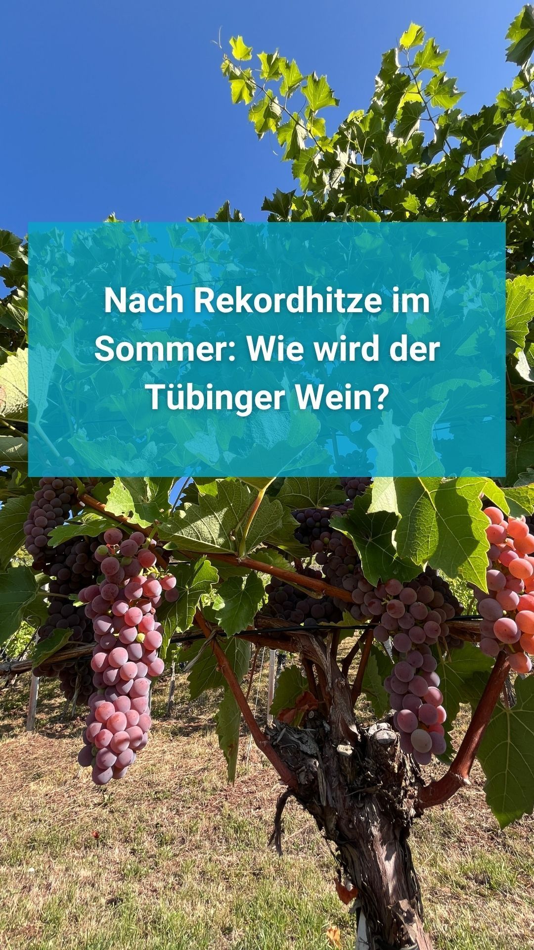 Video: Nach Rekordhitze im Sommer: Wie wird der Tübinger Wein?