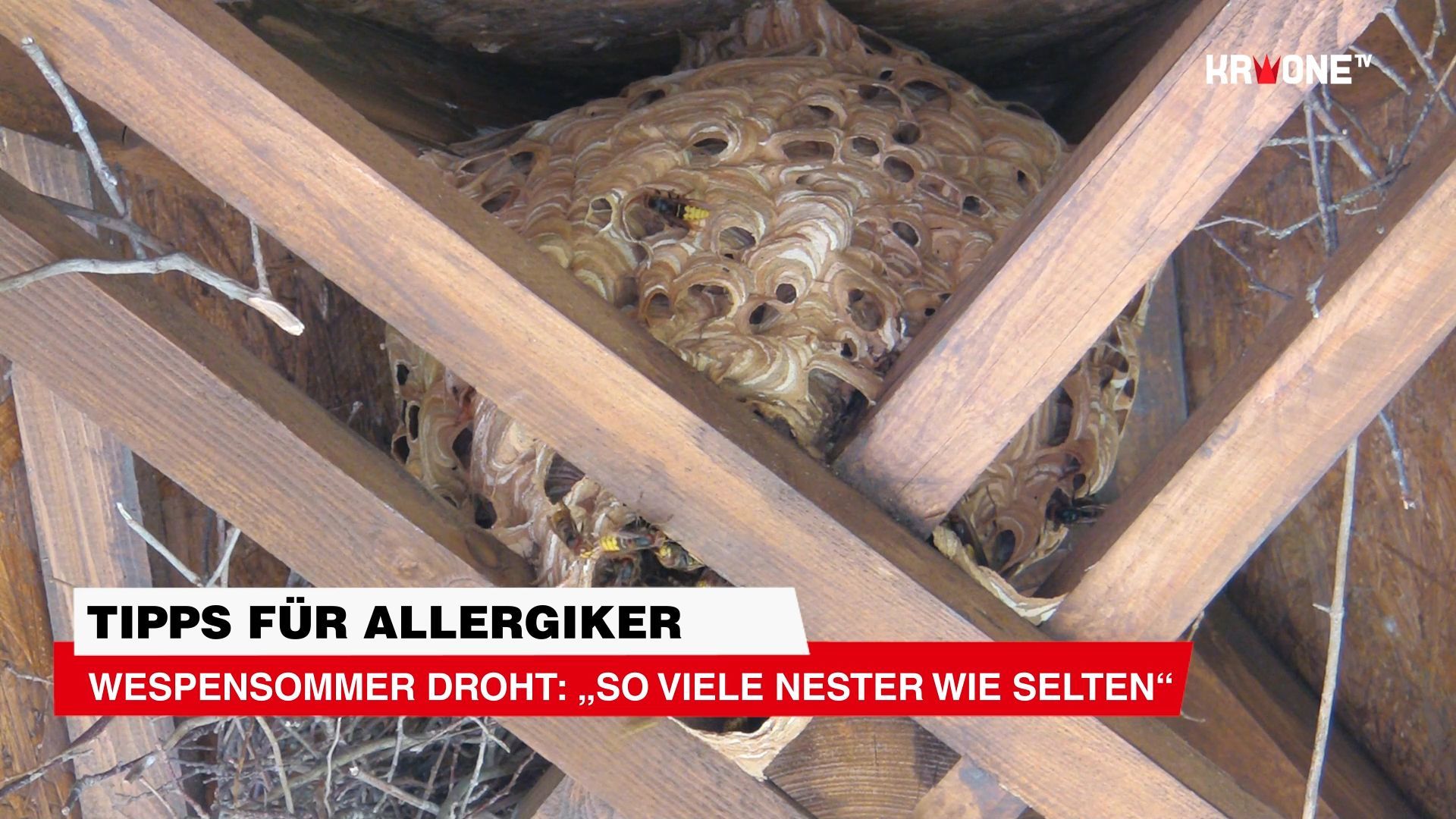 Threat of wasp summer: 