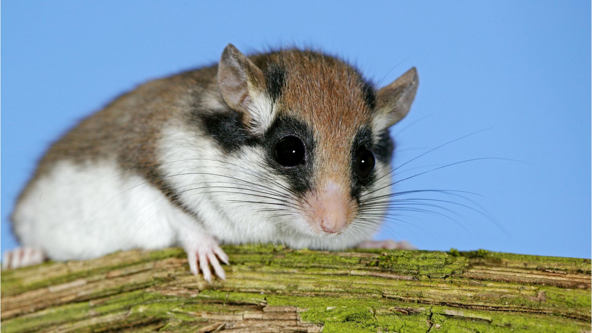 Seltene Art: Warum es immer weniger Gartenschläfer gibt