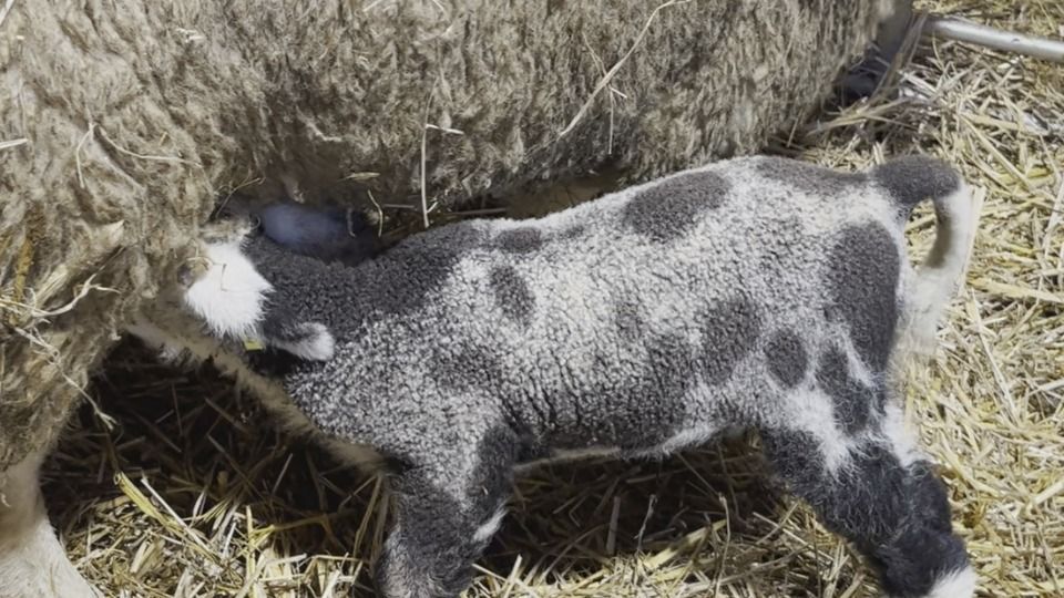 Video: Besonderes Lamm sorgt für Freude im Stall bei Klingsmoos