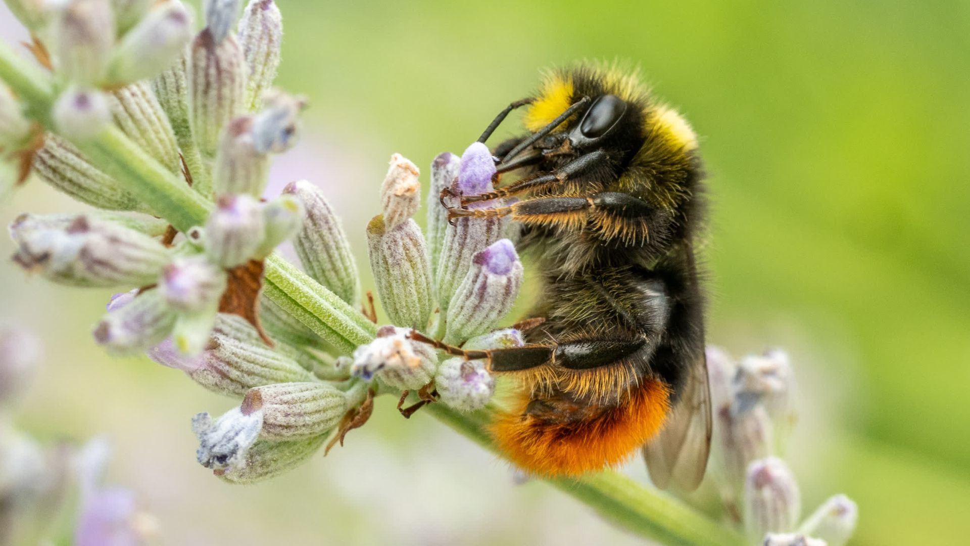 Video: Von Hummel bis Igel: So helfen Sie Wildtieren im Frühling