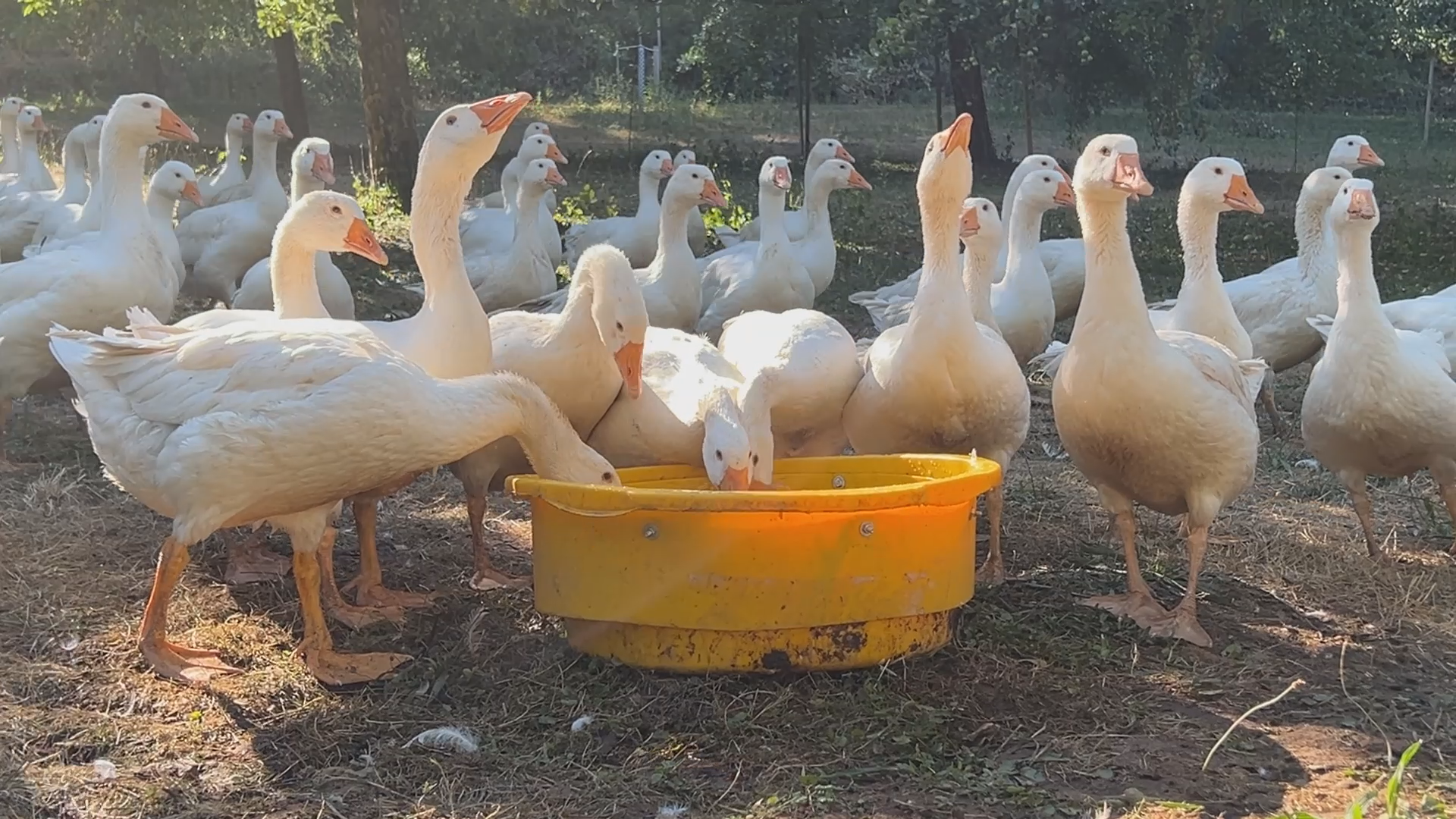 Video: Zu Besuch auf einer Streuobstwiese bei Kelheim