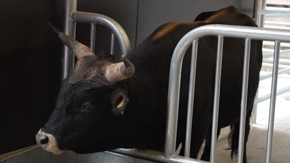 Video: Stall der Auerochsen in Teublitz gesegnet – Höllohe hofft auf Nachwuchs