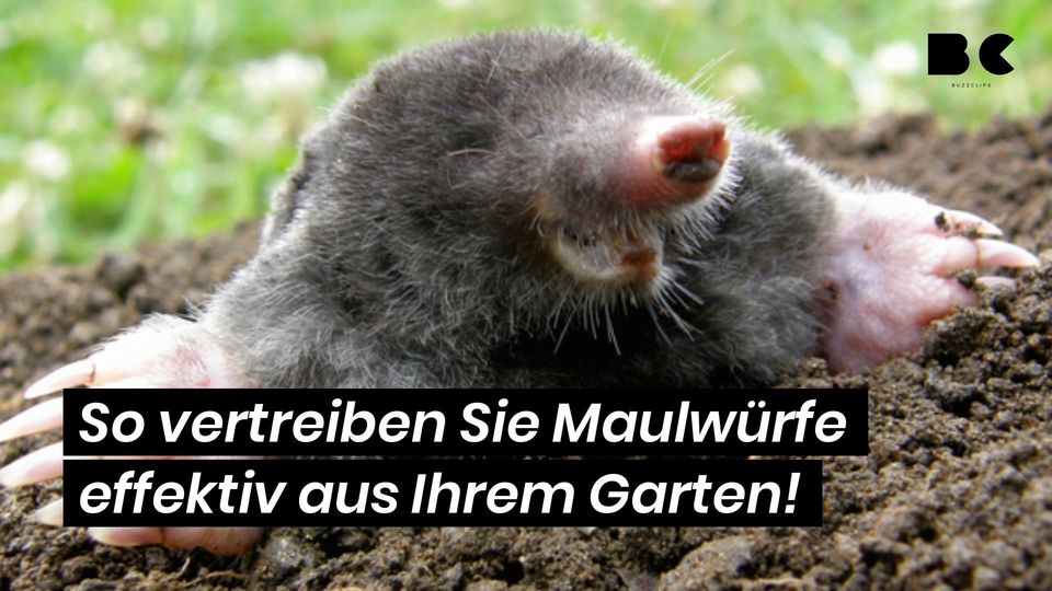 So vertreiben Sie Maulwürfe effektiv aus Ihrem Garten! BuzzClips