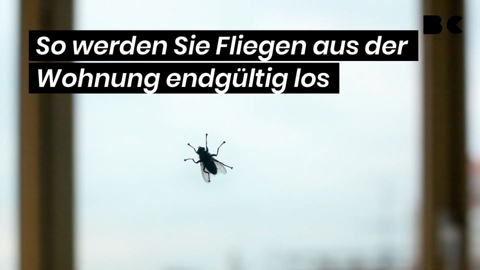 Fliegen Aus Der Wohnung Bekommen So werden Sie Fliegen aus der Wohnung endgültig los - BuzzClips