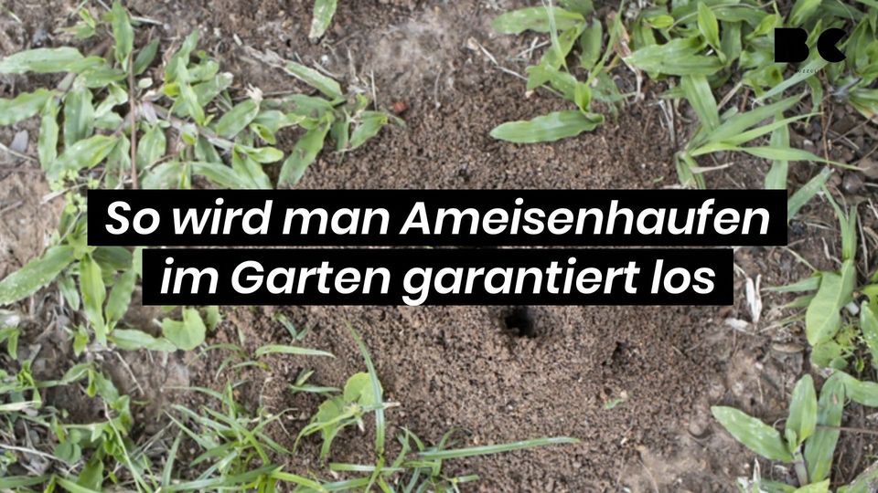 So wird man Ameisenhaufen im Garten garantiert los BuzzClips