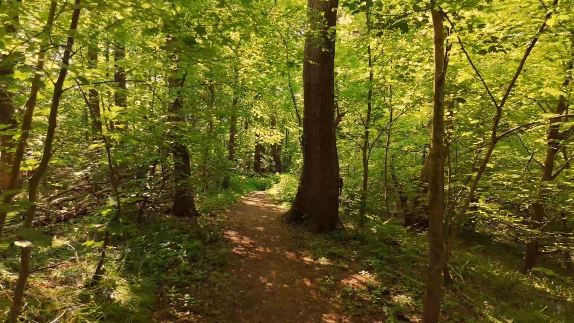 Forest Stay Reduces Stress in Just 20 Minutes