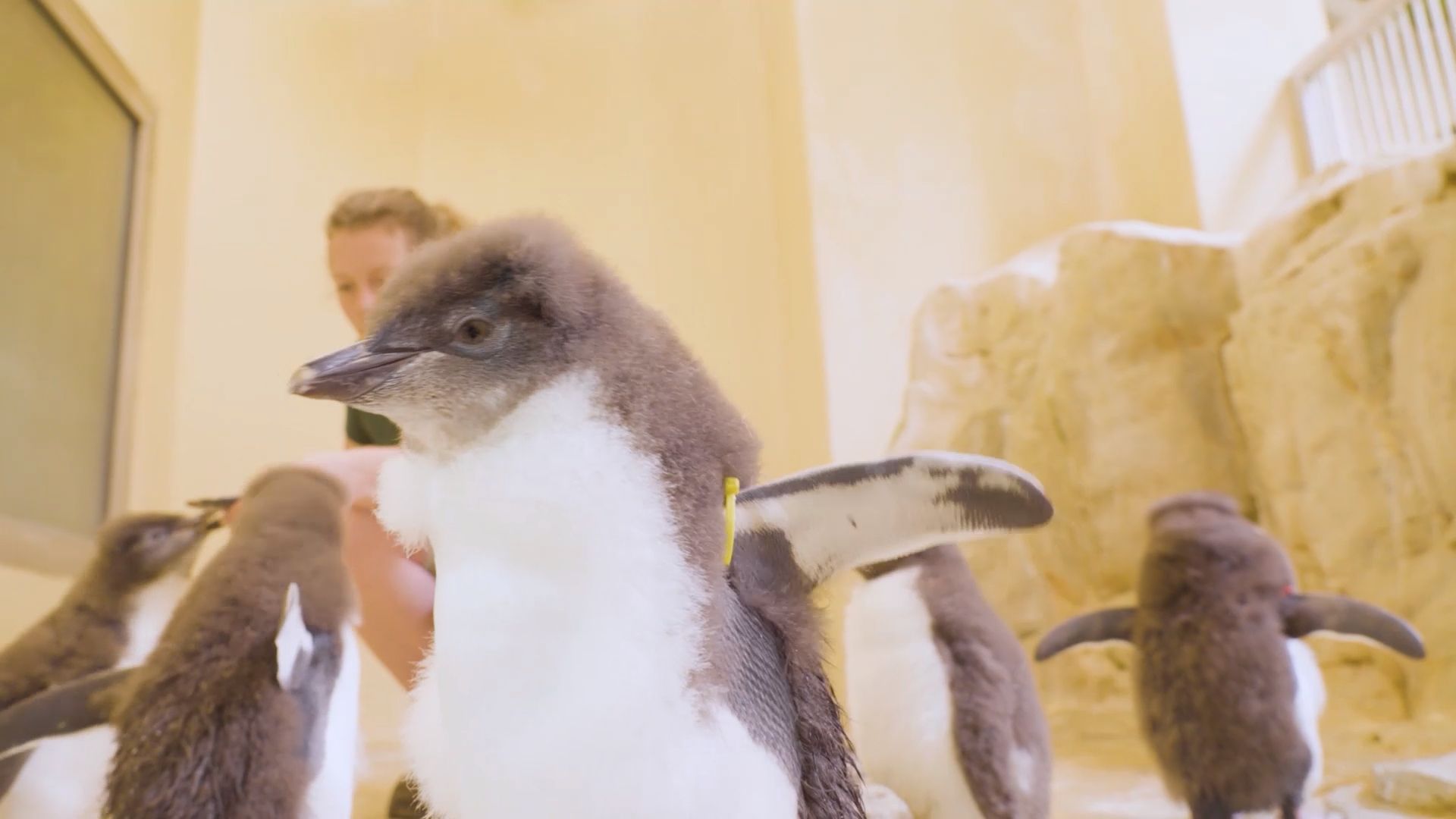 Video: 12 Felsenpinguin-Küken geschlüpft