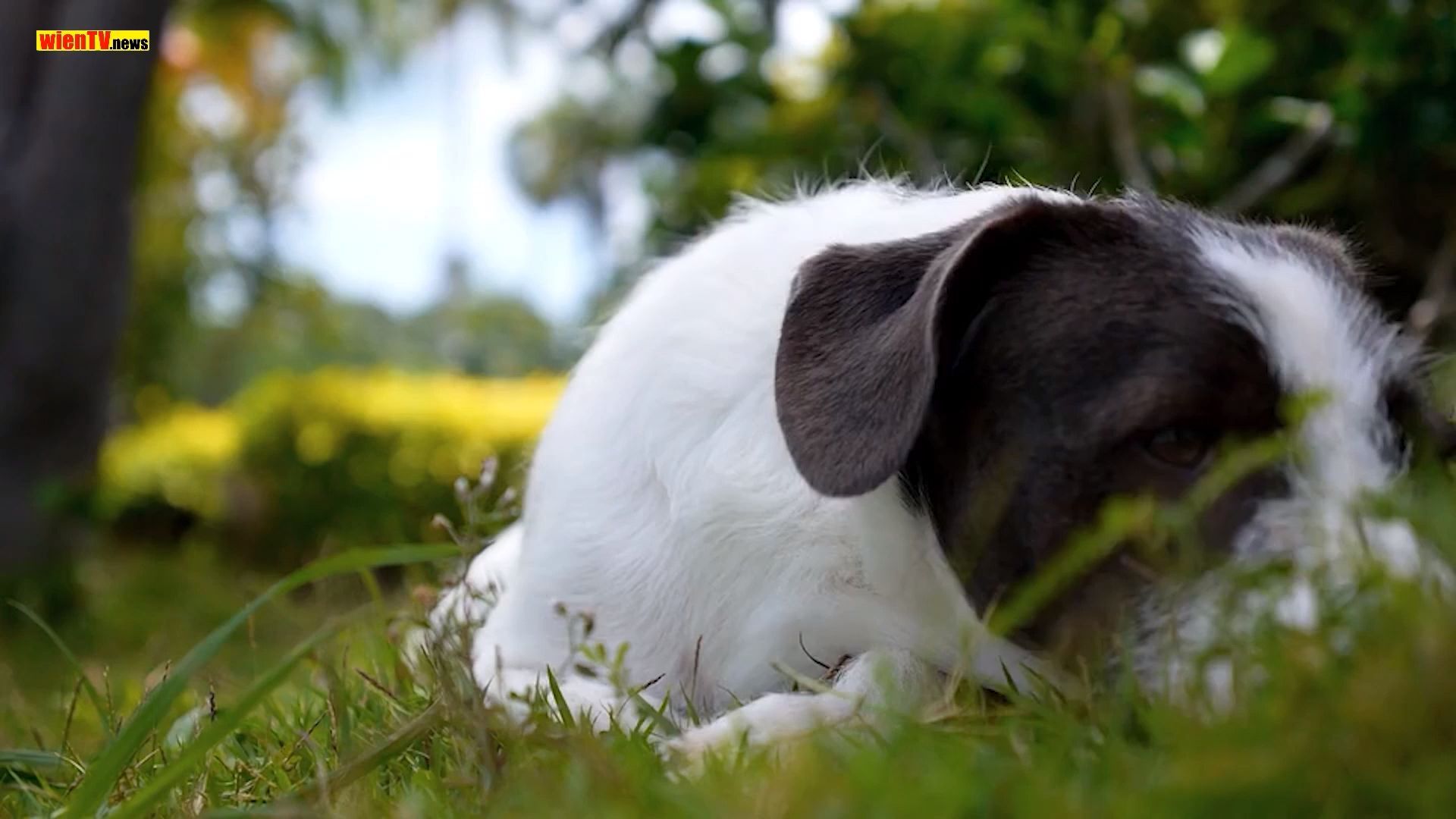 Pourquoi Pucer et Enregistrer les Chiens et les Chats est si Important