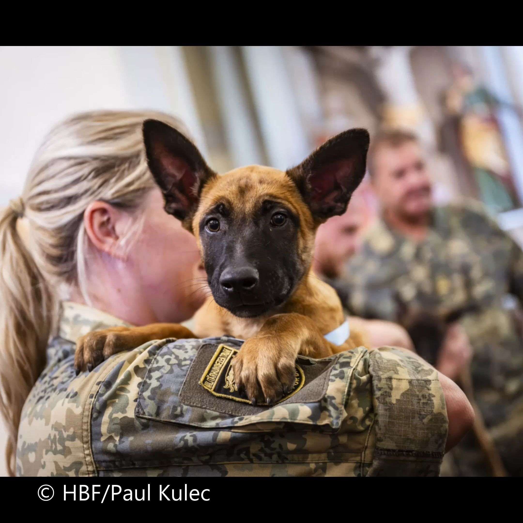 Video: Elf neue Militärhunde starten ihre Ausbildung