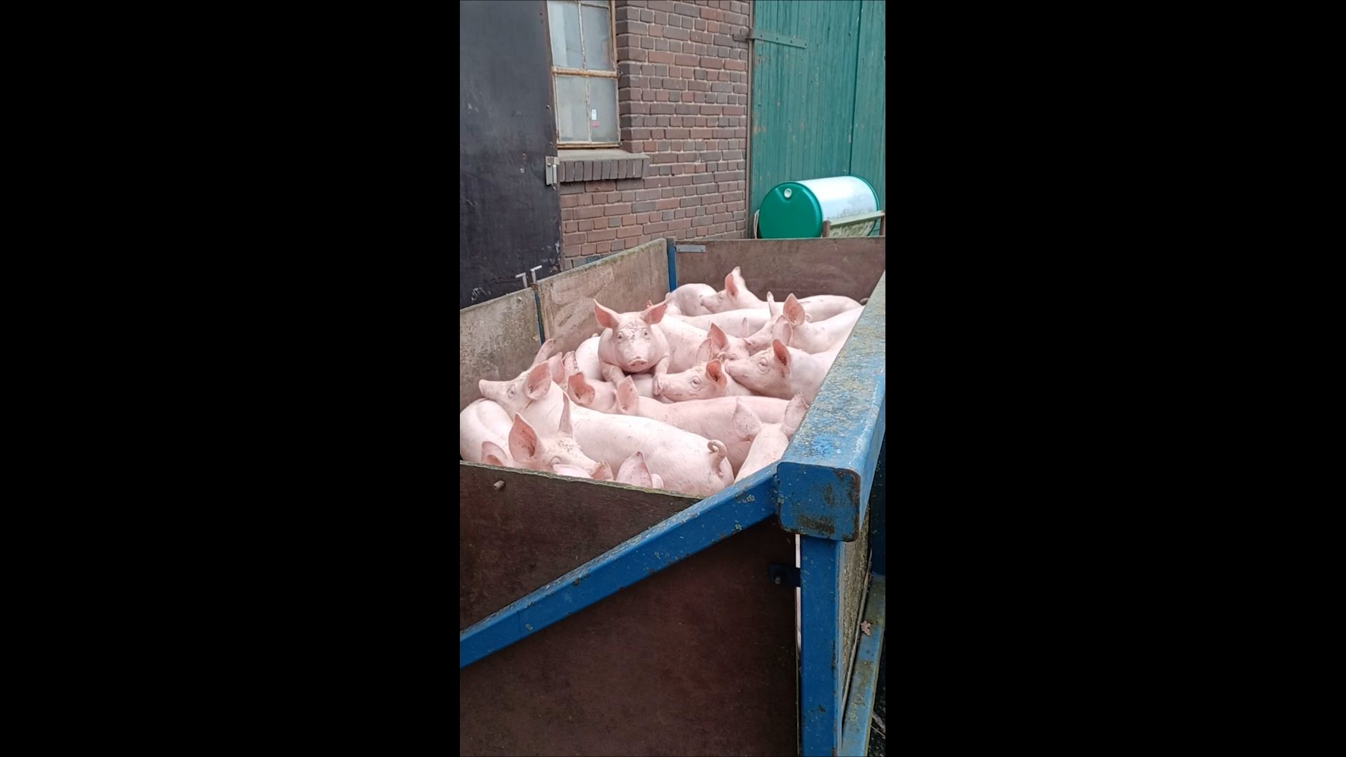 Video: Für mehr Tierwohl: Landwirt Mersmann hat investiert