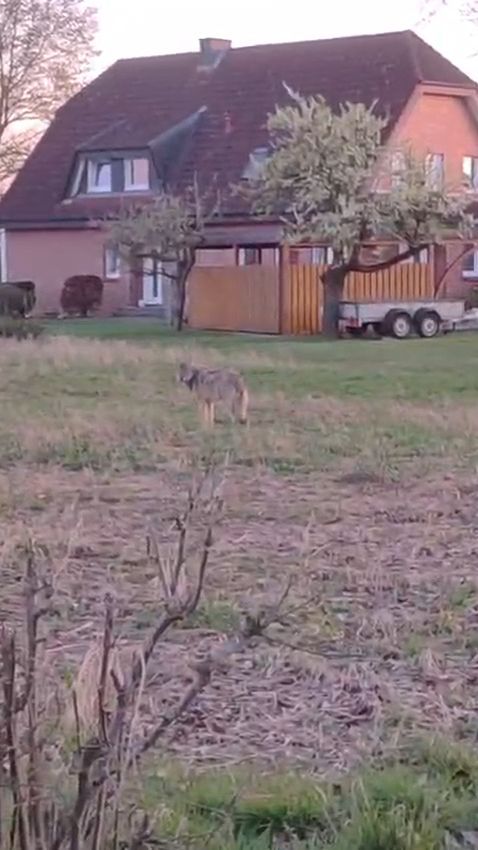 Video: Wolf in Ennigerloh gesichtet