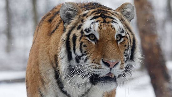 Zunehmende Angriffe der größten Tiger der Welt verbreiten in Russland Angst