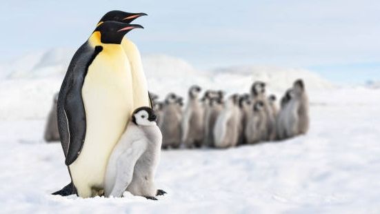 Katastrophal: Vogelgrippe befällt erstmals Pinguine in der Antarktis