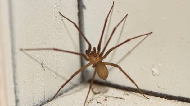 5 Gründe, warum Sie Spinnen in Ihr Haus locken