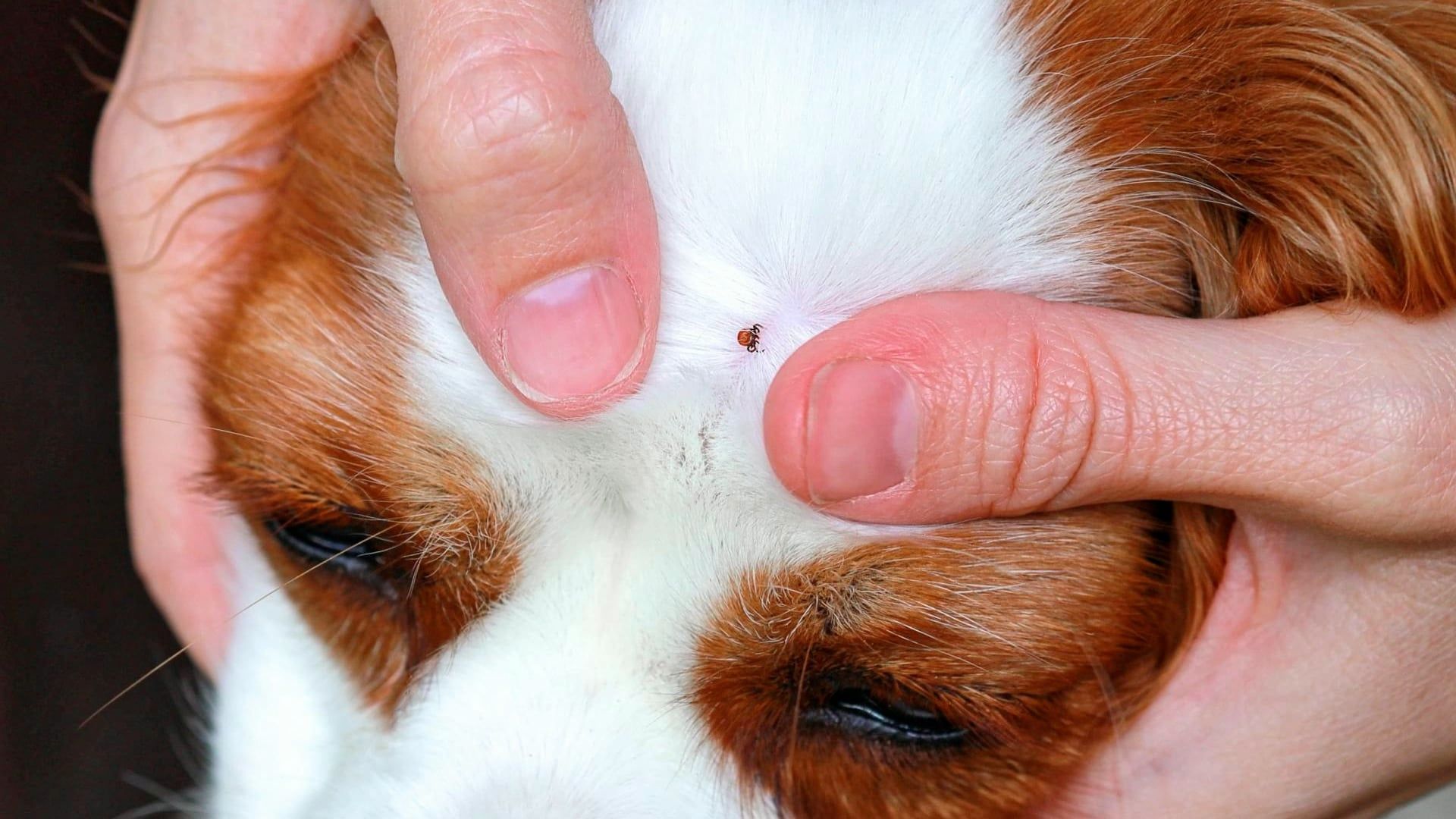Have You Found a Tick on Your Dog? Here's What Veterinarians Advise