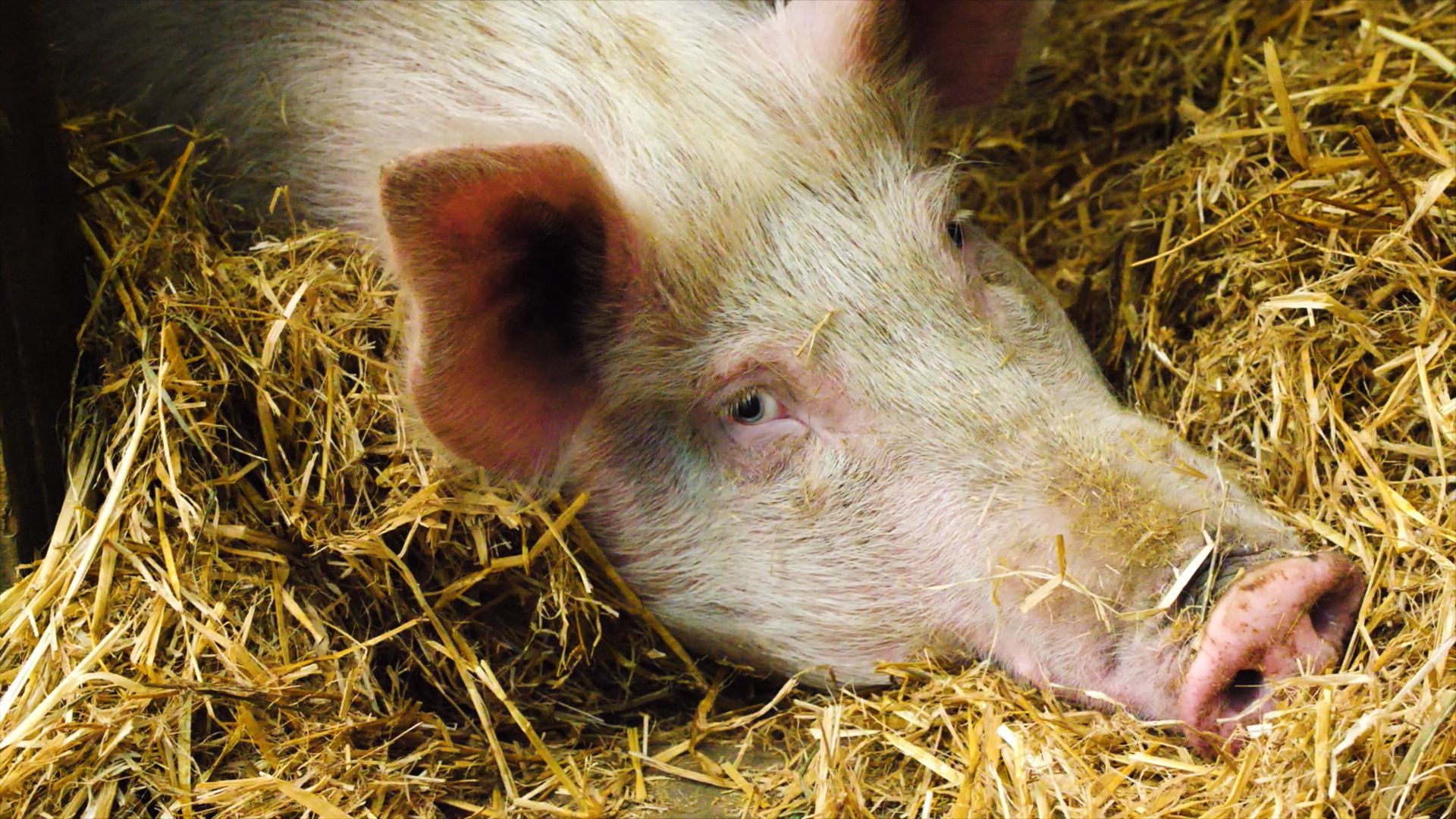 Hier wohnen die glücklichsten Schweine der Welt
