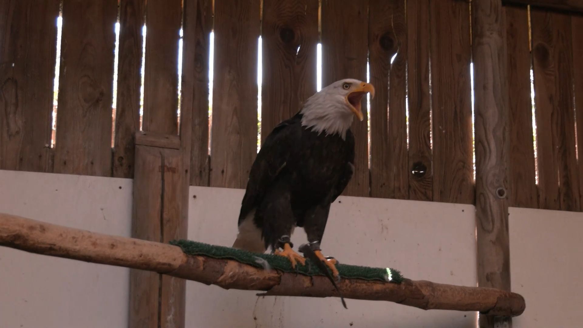 Video: Adler, Adel und alte Böden: Sommerausflug zum Schloss Schillingsfürst