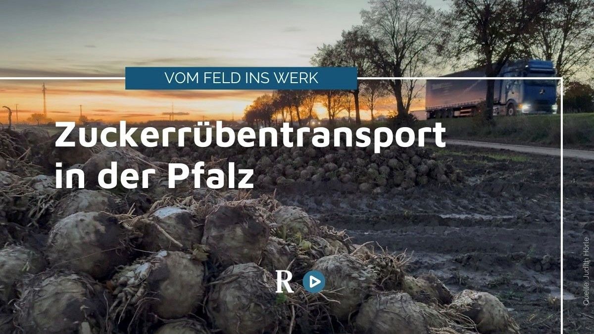 Sugar beet transport in the Palatinate