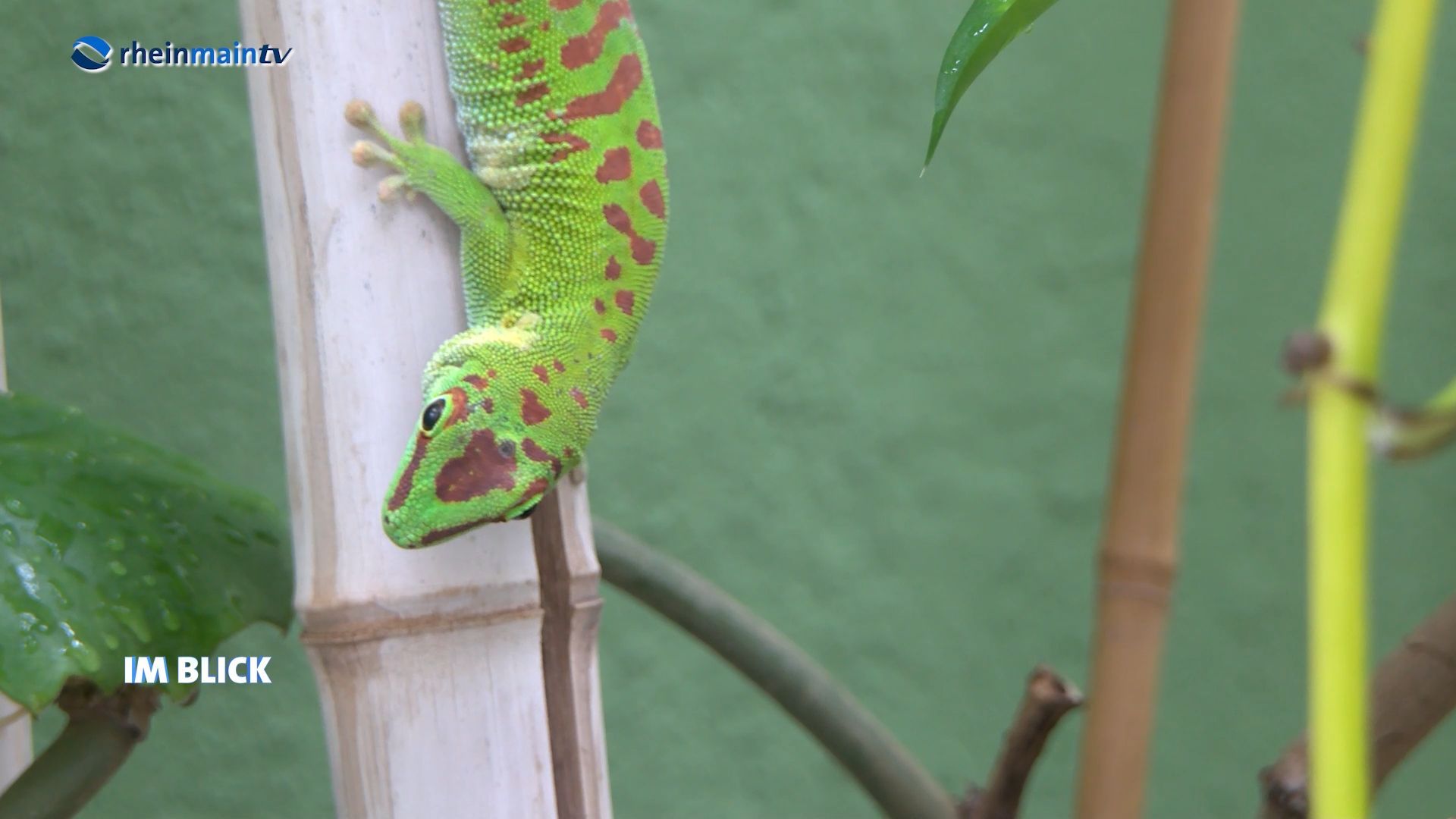 Gecko ist das Zootier des Jahres 2024