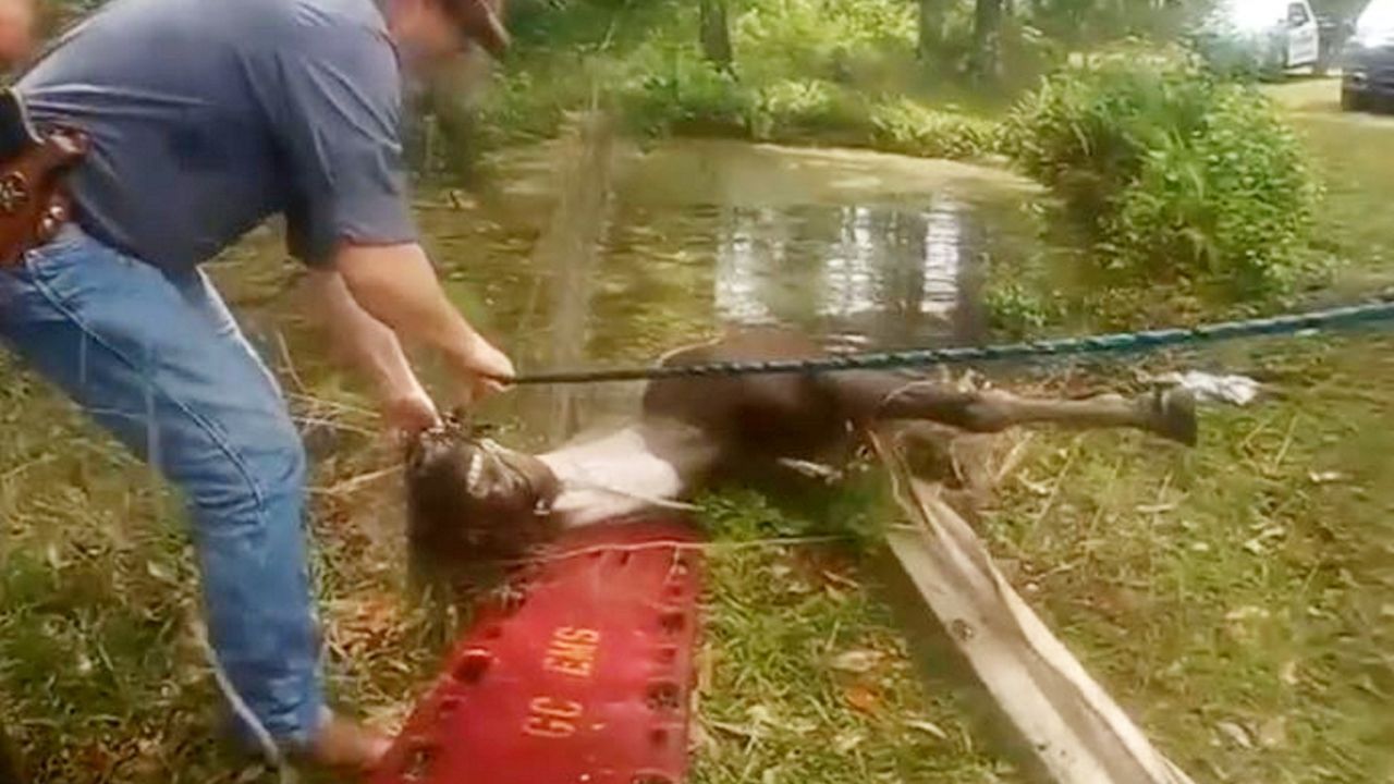 Rettungskräfte retten ein ertrinkendes Pferd aus einem Teich.