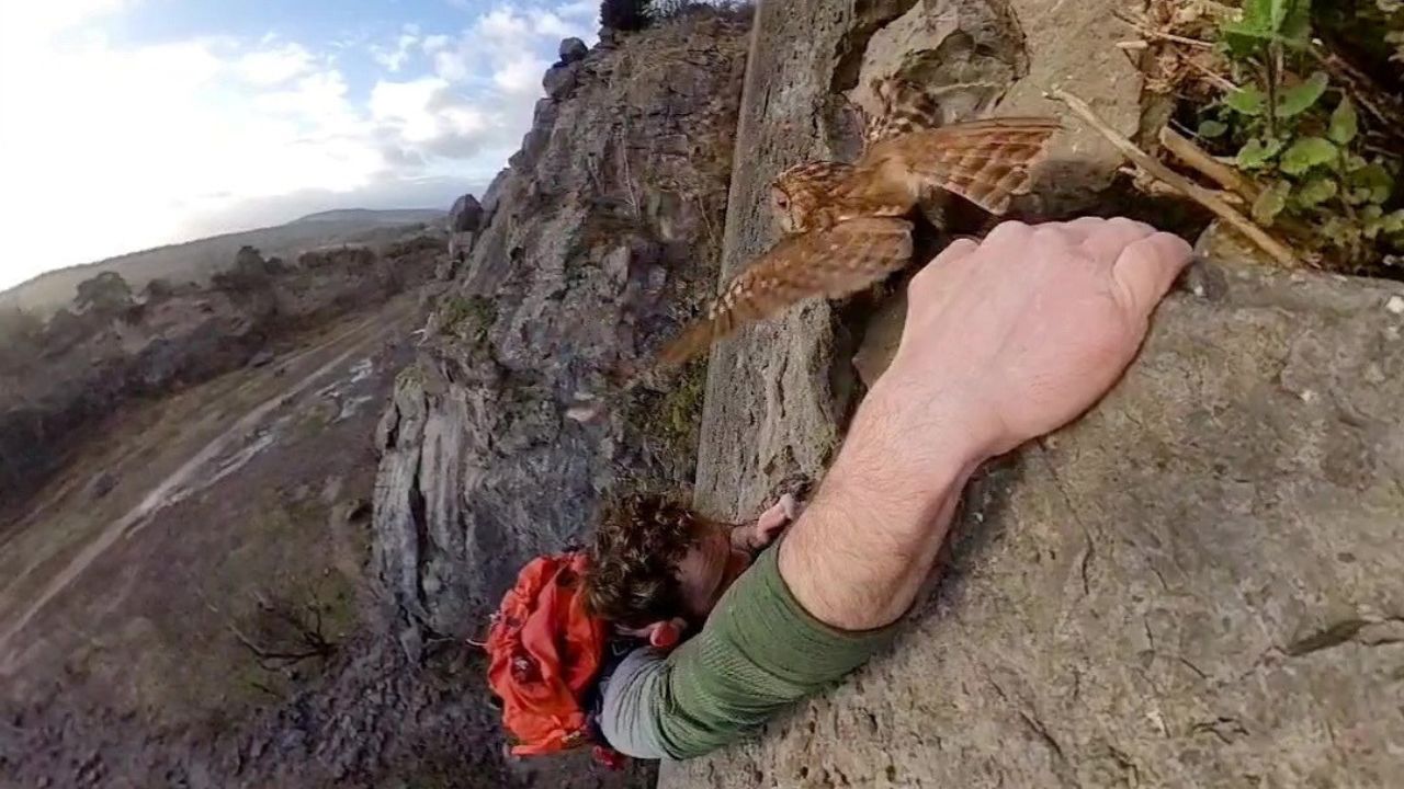 Ein Kletterer stört eine versteckte Eule, aber sie hält sich fest