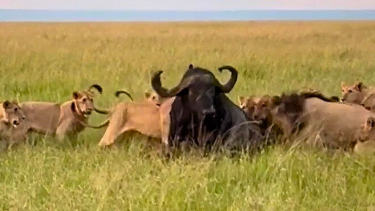 Der Büffel wird von einem riesigen Löwenrudel gejagt und getötet