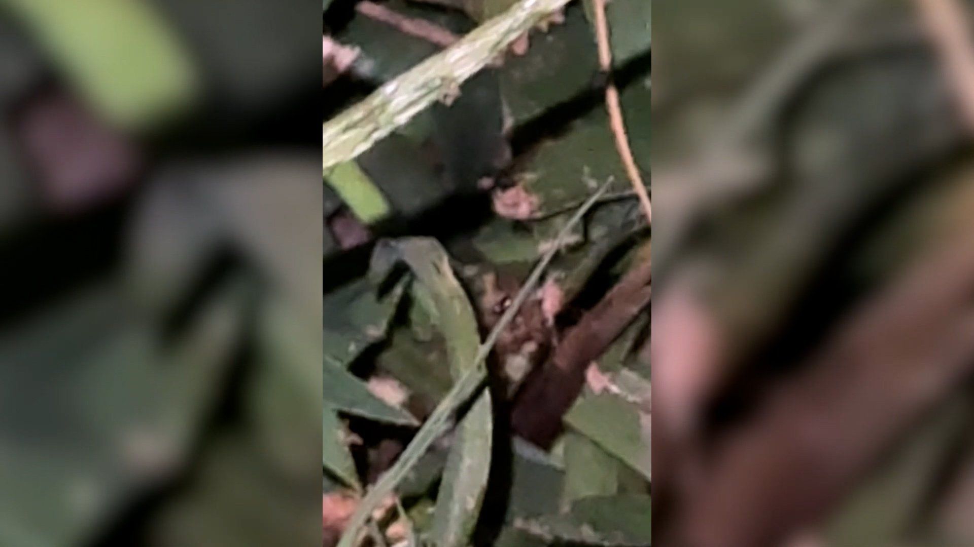 Video: Frau leuchtet mit Taschenlampe über den Hof – Dutzende gruselige Spinnenaugen starren zurück