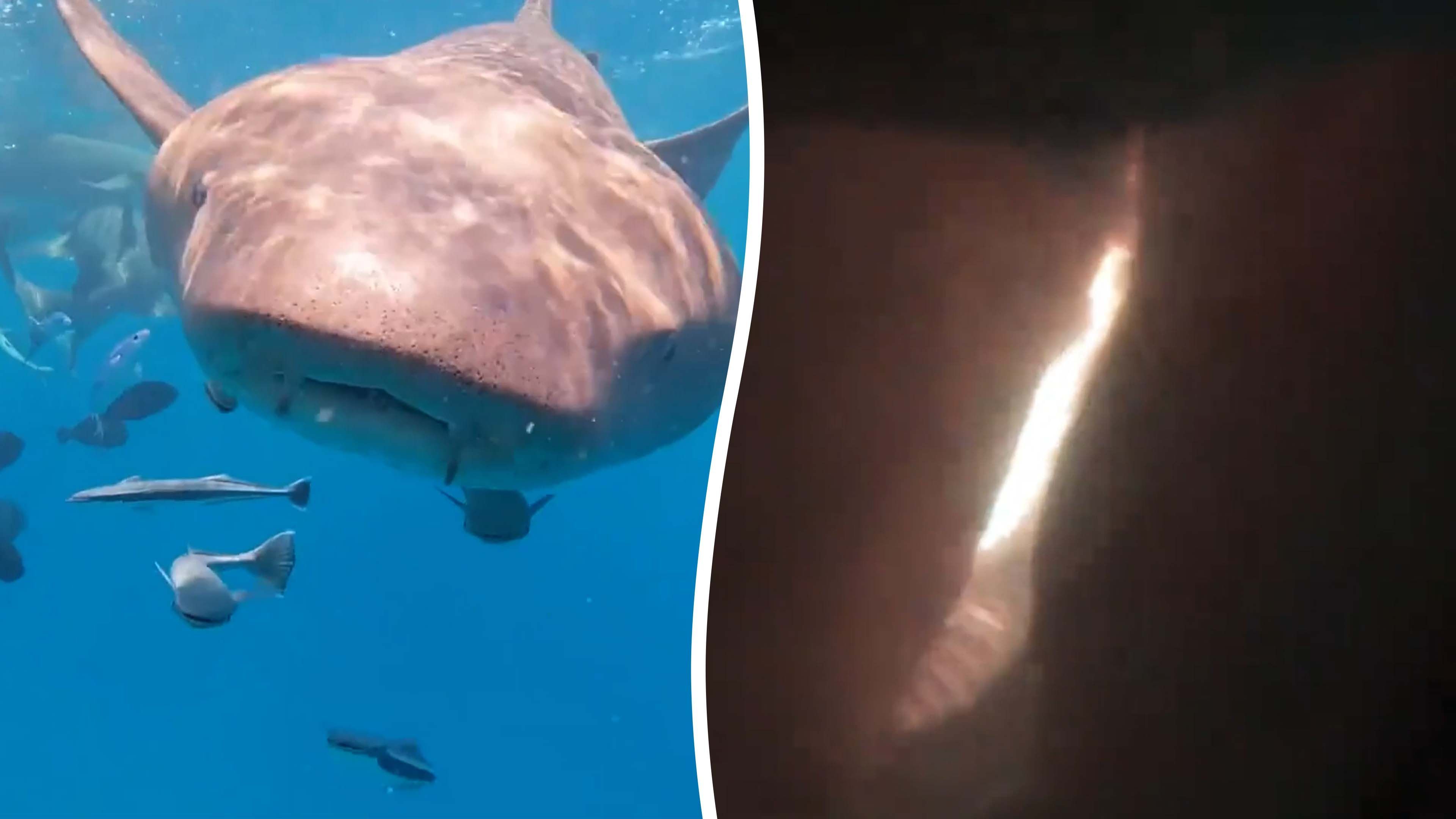 Video: Vom Hai verschluckte Taucherkamera zeigt seltene Innenansicht des Mauls