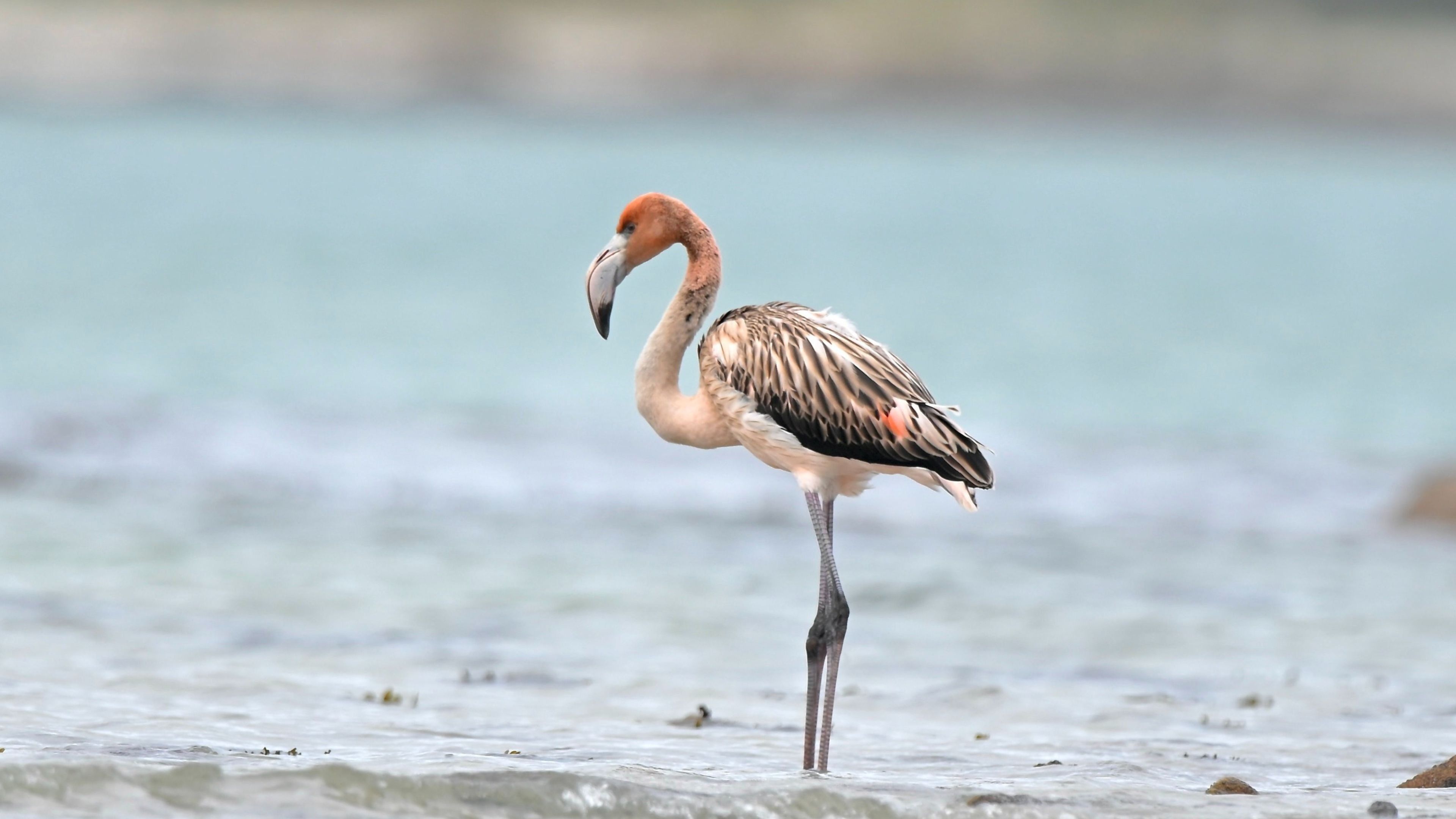 Video zeigt das neue "wilde" Leben von Frankie dem Flamingo in Frankreich nach seiner Flucht aus dem Park