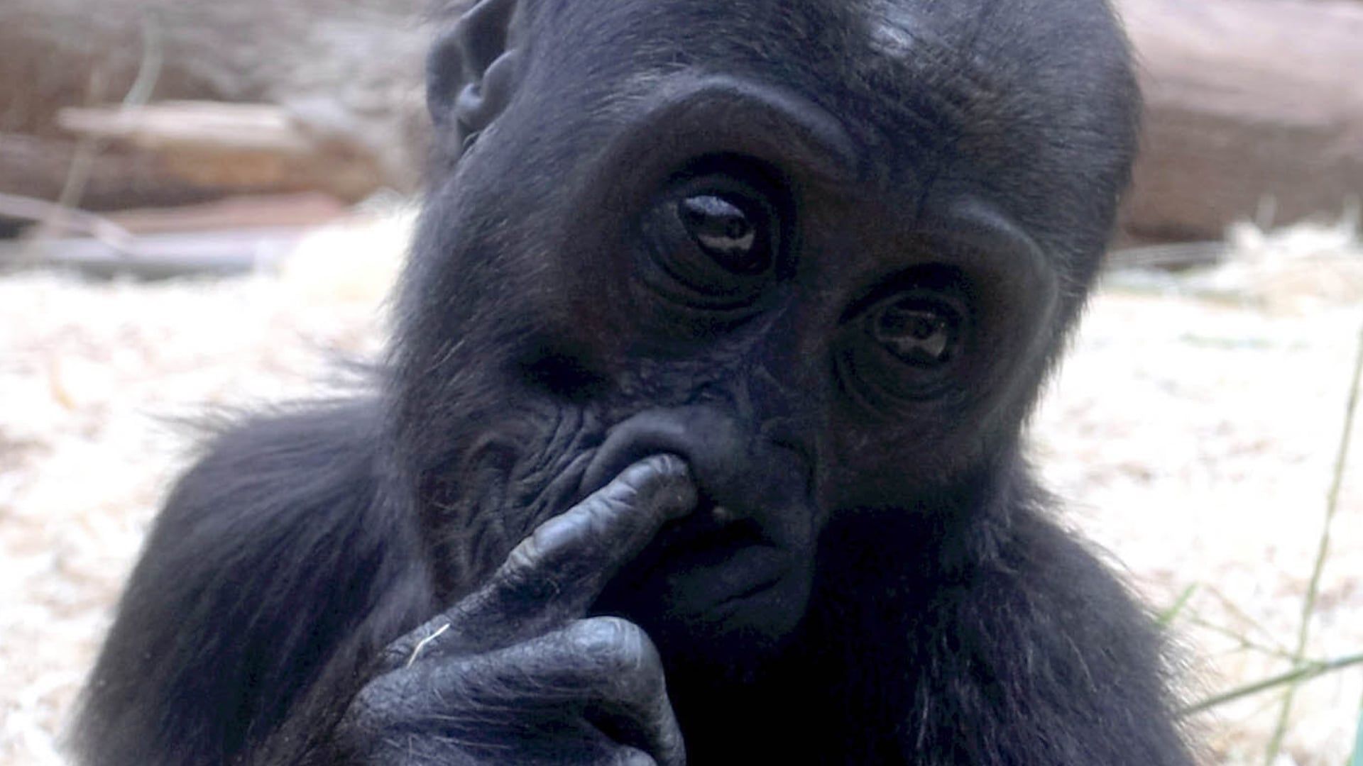 Video: Gorillababy bohrt vor den Augen der Zoobesucher in der Nase