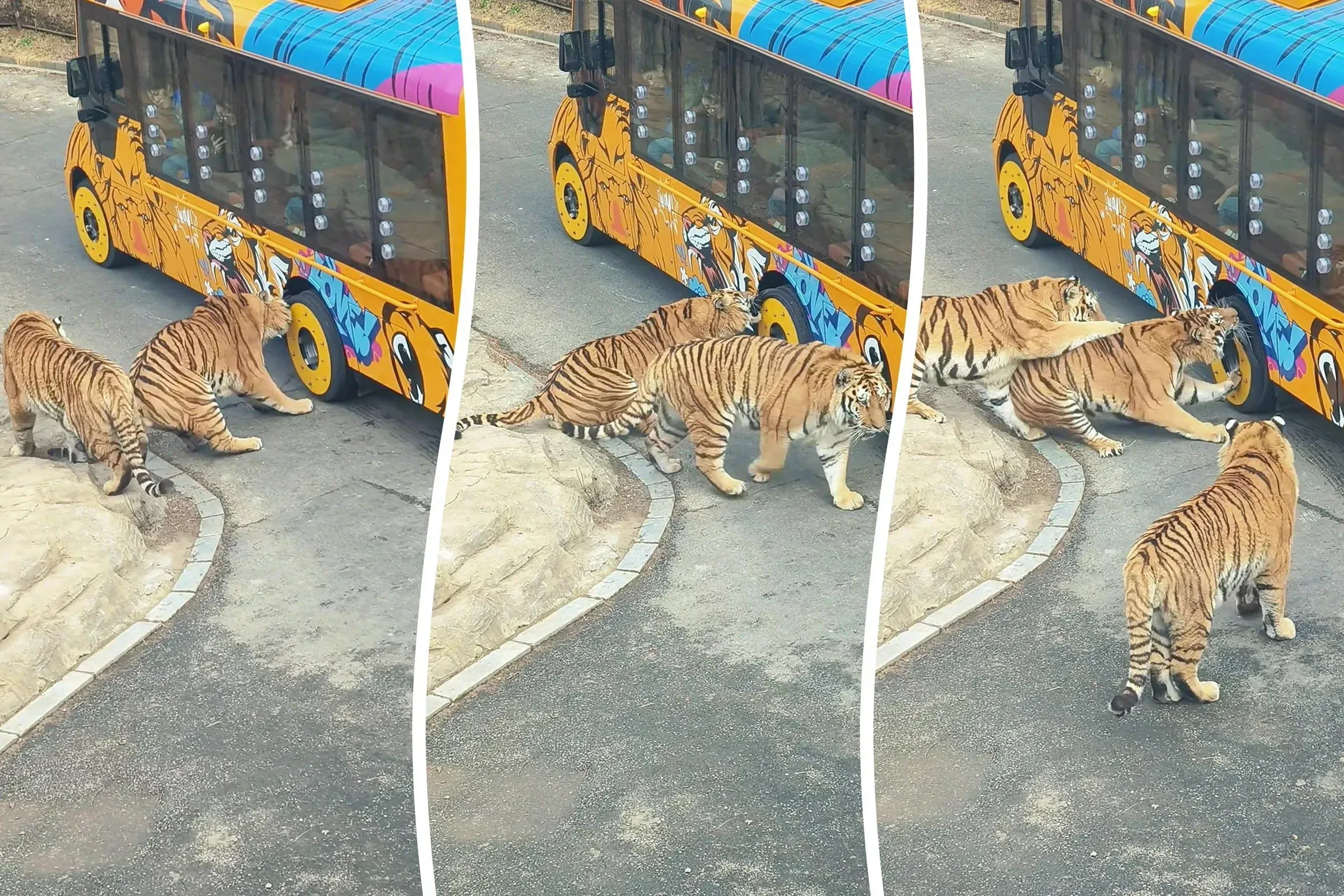 Video: Neugieriger Tiger bleibt mit den Zähnen im Reifen eines Touristenfahrzeugreifen stecken