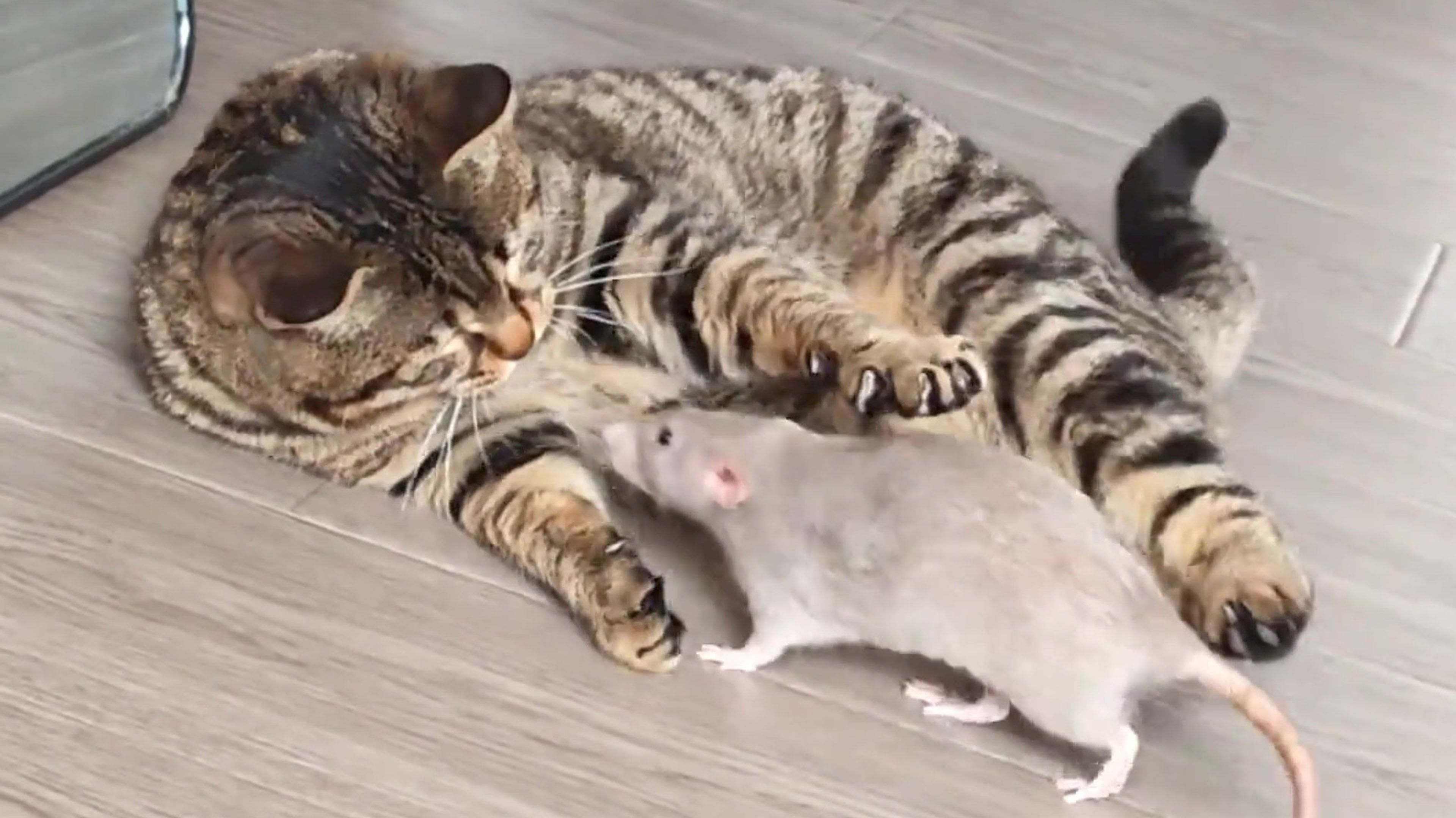 Video: Eine ungewöhnliche Freundschaft entsteht zwischen einer Ratte und einer Katze