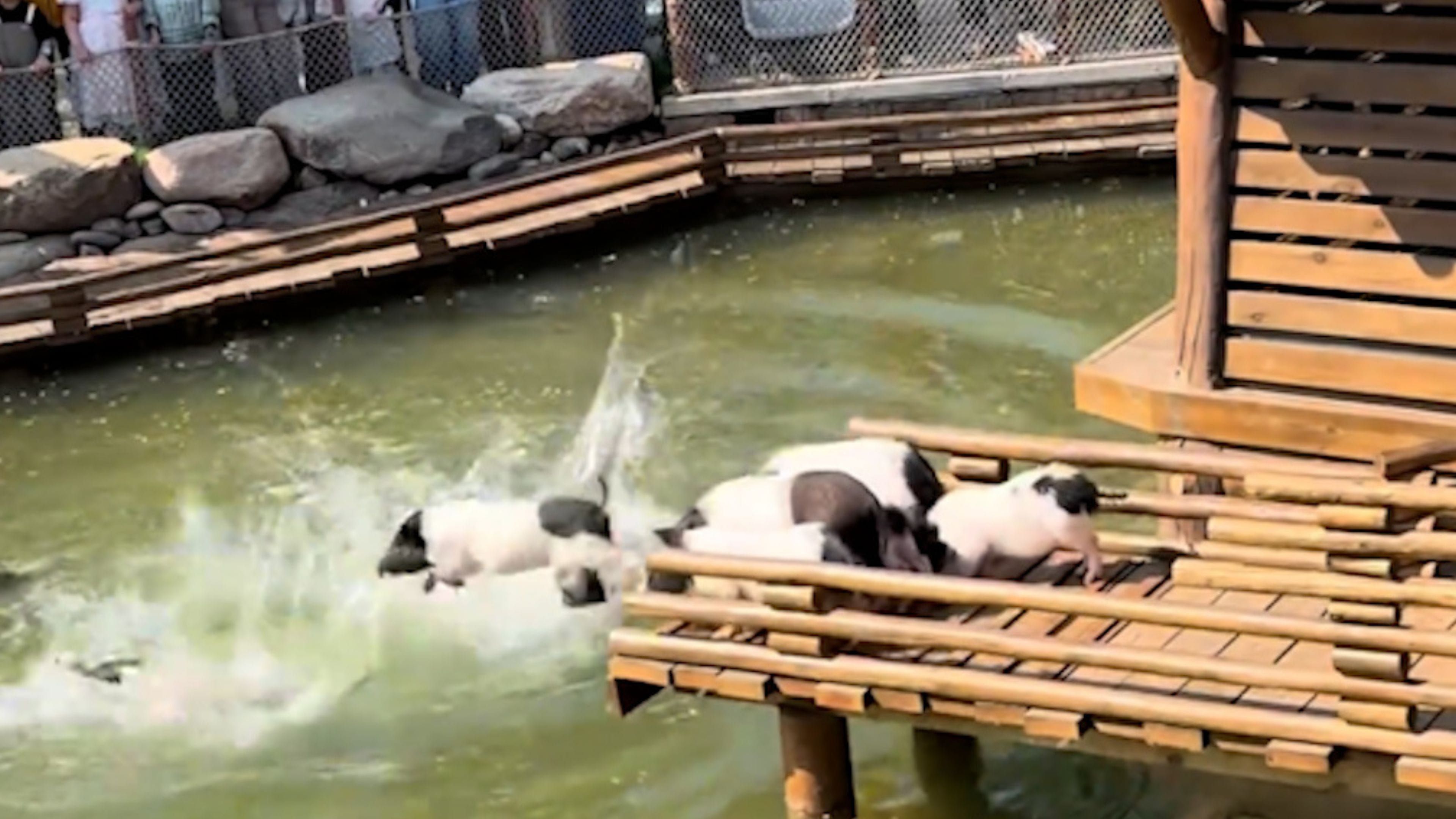 Video: Verspielte Ferkel springen tagsüber in den Teich, um sich zu erfrischen
