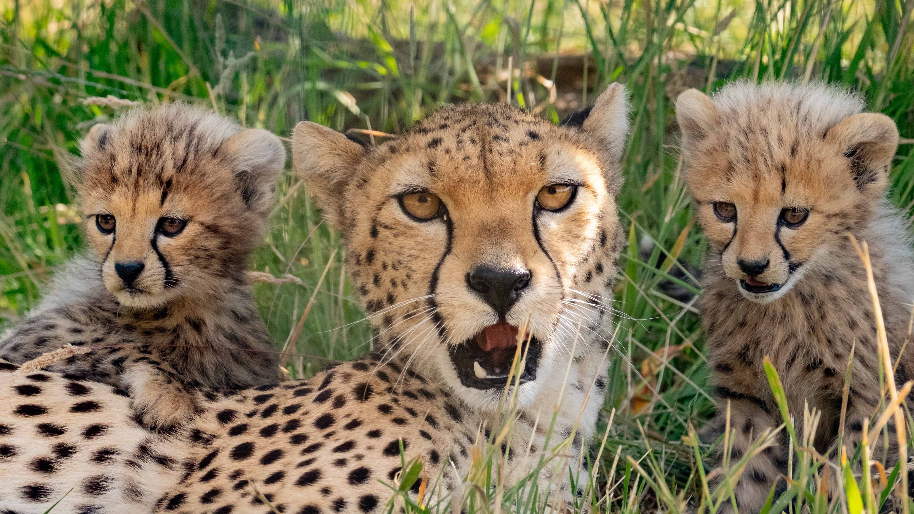 Video: Sieben Gepardenjungen feiern ihr öffentliches Debüt in einem britischen Zoo