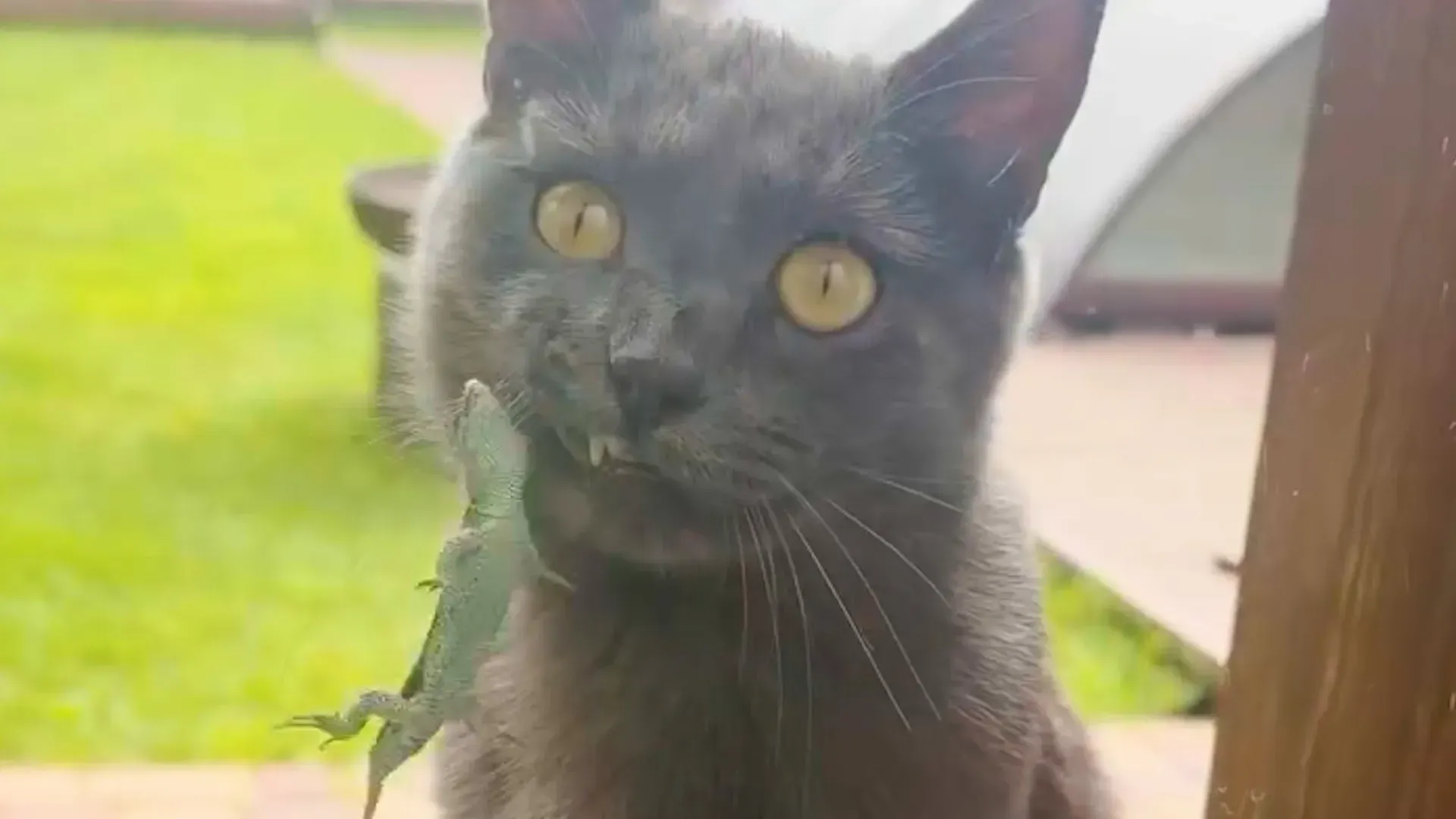 Video: Eine Eidechse klammerte sich 40 Minuten lang an die Schnurrhaare einer Katze, bevor sie davonlief