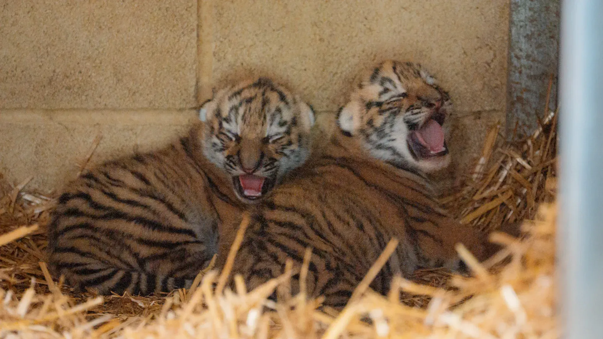 Video: Seltene Tigerzwillinge im Safaripark geboren