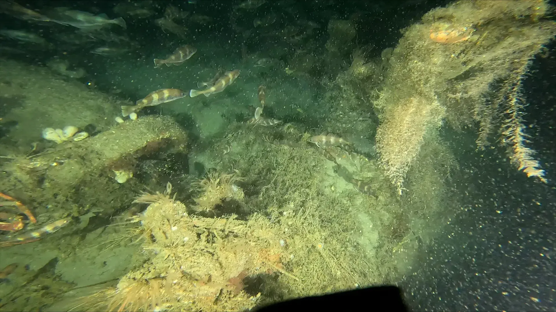 Video: 82 Jahre nach dem Untergang: Taucher entdecken deutsches U-Boot aus dem vopr Englands Küste