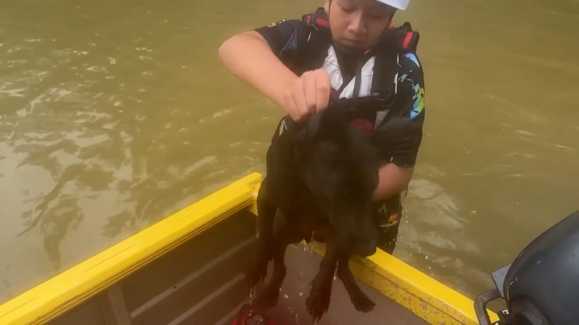 Video: Hund schwimmt durch überflutete Straße, um Rettungsboot zu erreichen