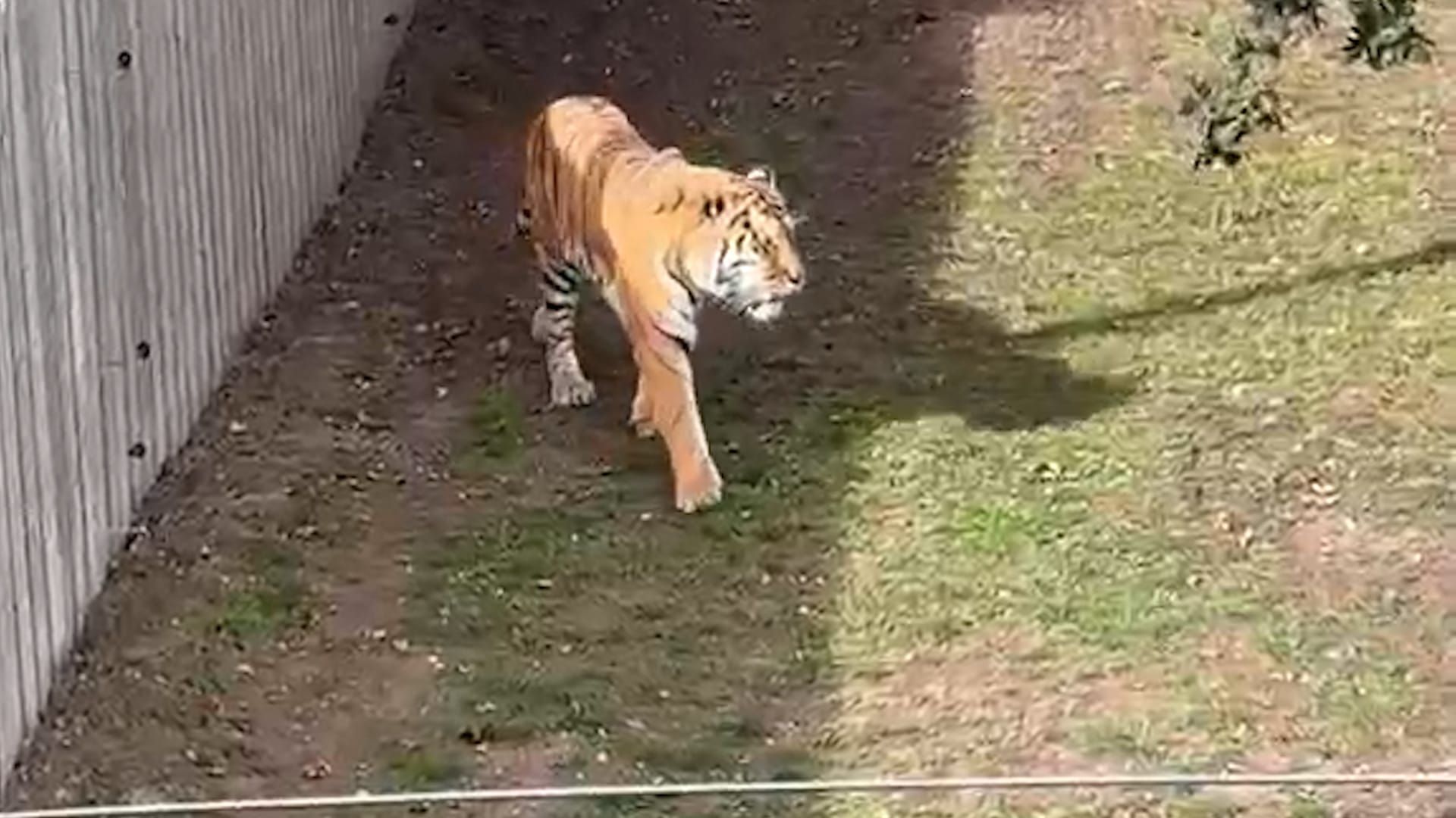 Nach tödlicher Tiger-Attacke: Video zeigt Evakuierung des Wildparks