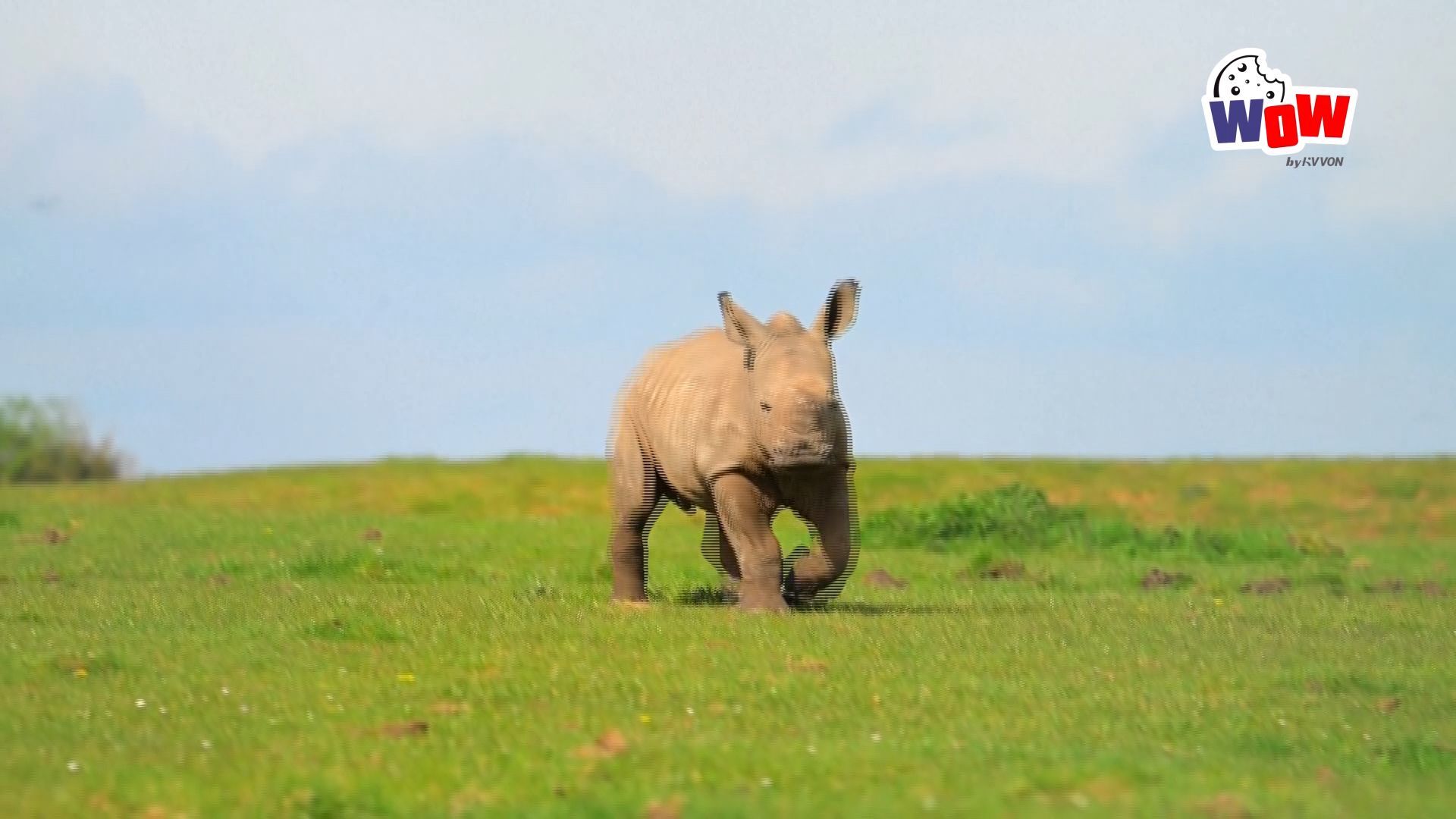 Urodził się Mały Nosorożec, Skacze w Brytyjskim Zoo