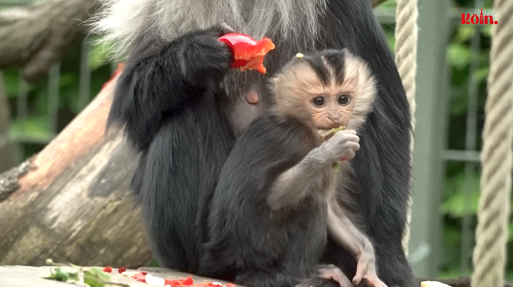 Bart-Affen-Baby fasziniert im Kölner Zoo