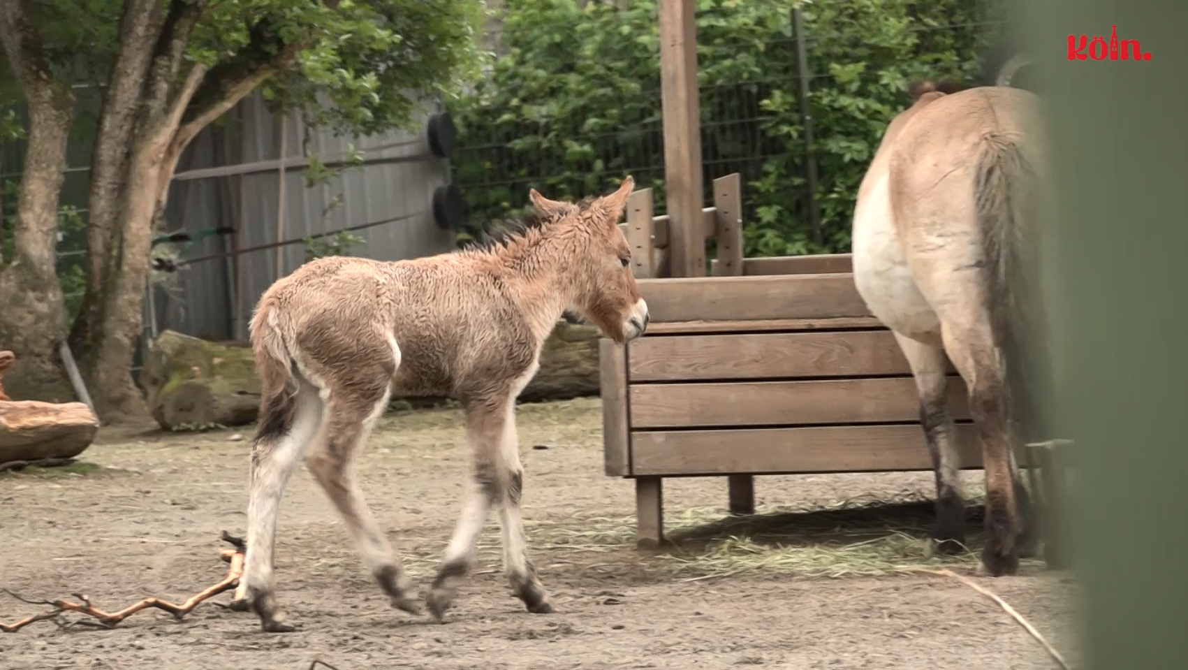 Foal Victor discovers his enclosure at Cologne Zoo