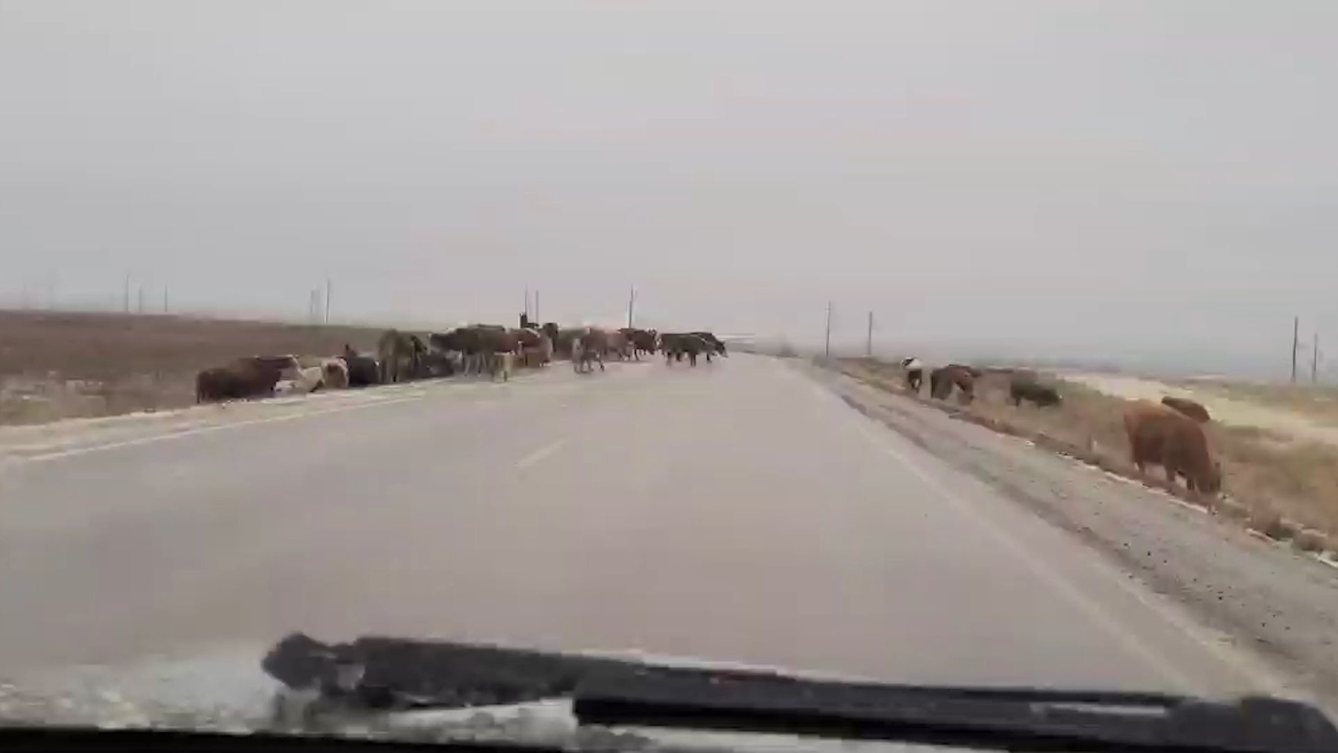 Slippery business: cows cross an icy country road