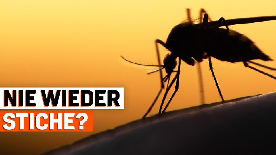 Mückenabwehr im Sommer: 5 Tricks gegen die lästigen Blutsauger