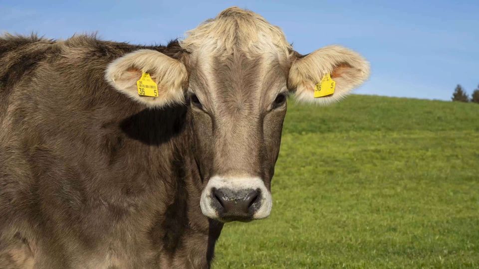 Gelbe Ohrmarken Für Rinder Mit Nummer 001–100 – 100 Stück, TPU, Von Farm And Ranch | Ideal Für Bestandsverwaltung Und Tierdokumentation