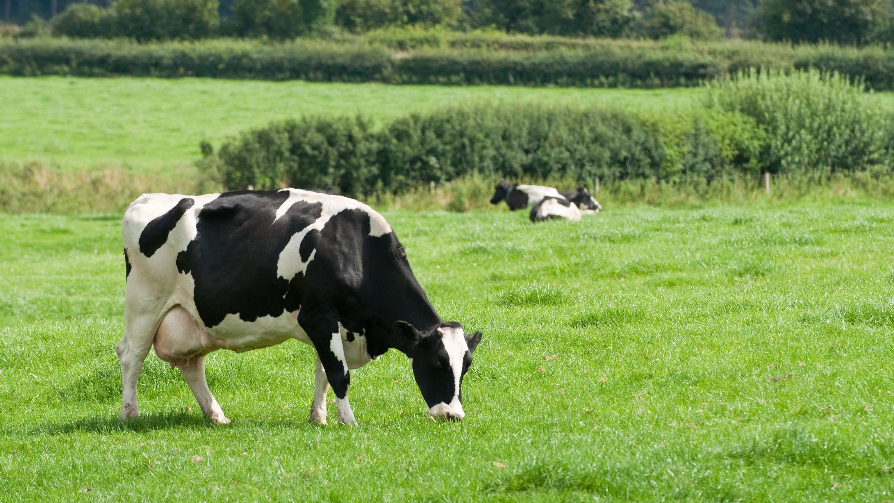 Warum ist nicht jedes Rind eine Kuh? agrarheute erklärt!