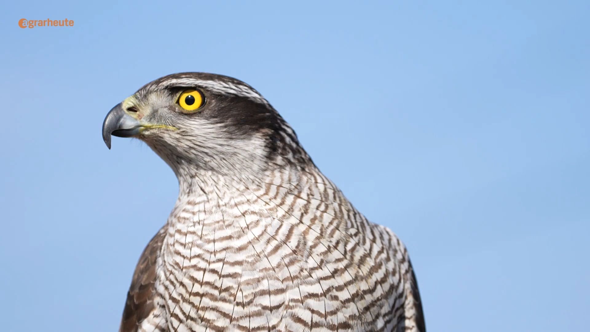 Milan, Bussard oder Habicht? So erkennen Sie heimische Greifvögel