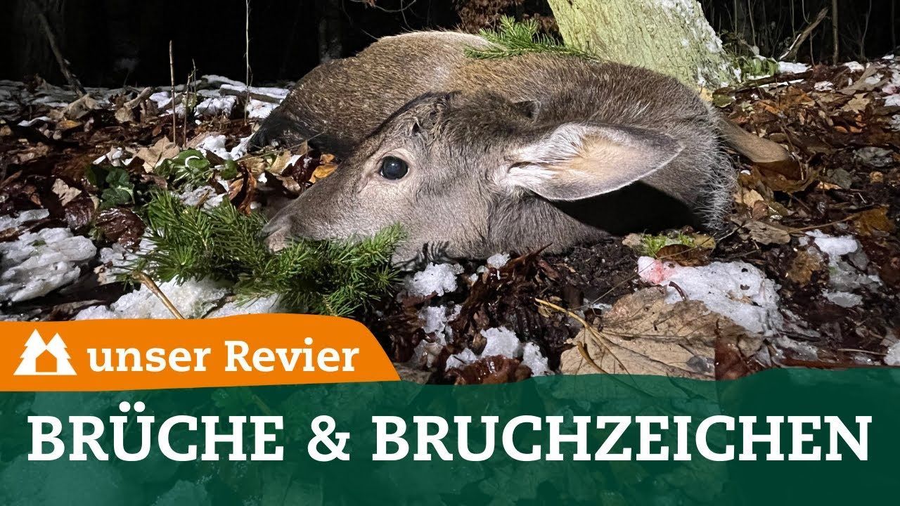 Customs in hunting: What are the break signs?